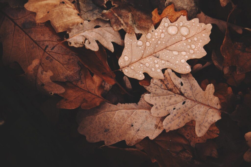 Aislamiento térmico para el otoño